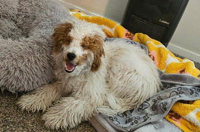 Miniature Golden Doodle Puppy