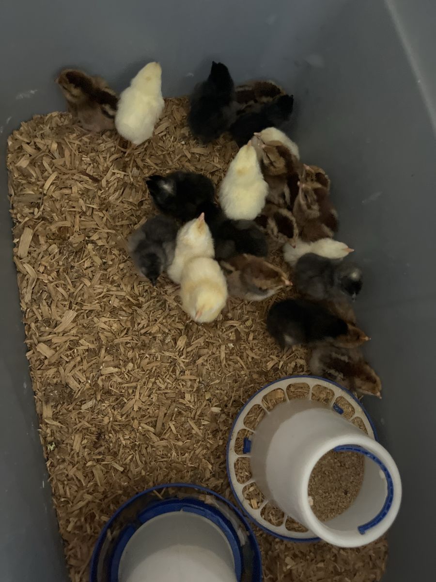 Chicks