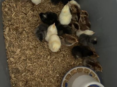 Chicks