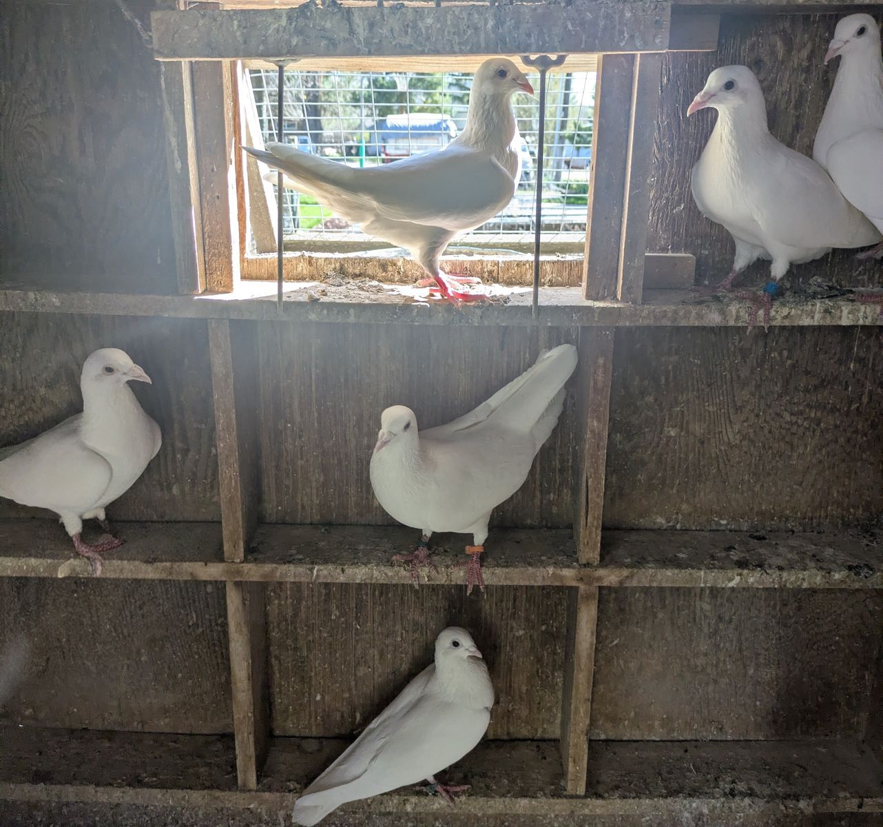 14 White Homing Pigeons