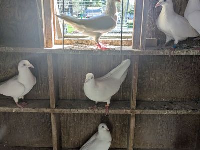 14 White Homing Pigeons
