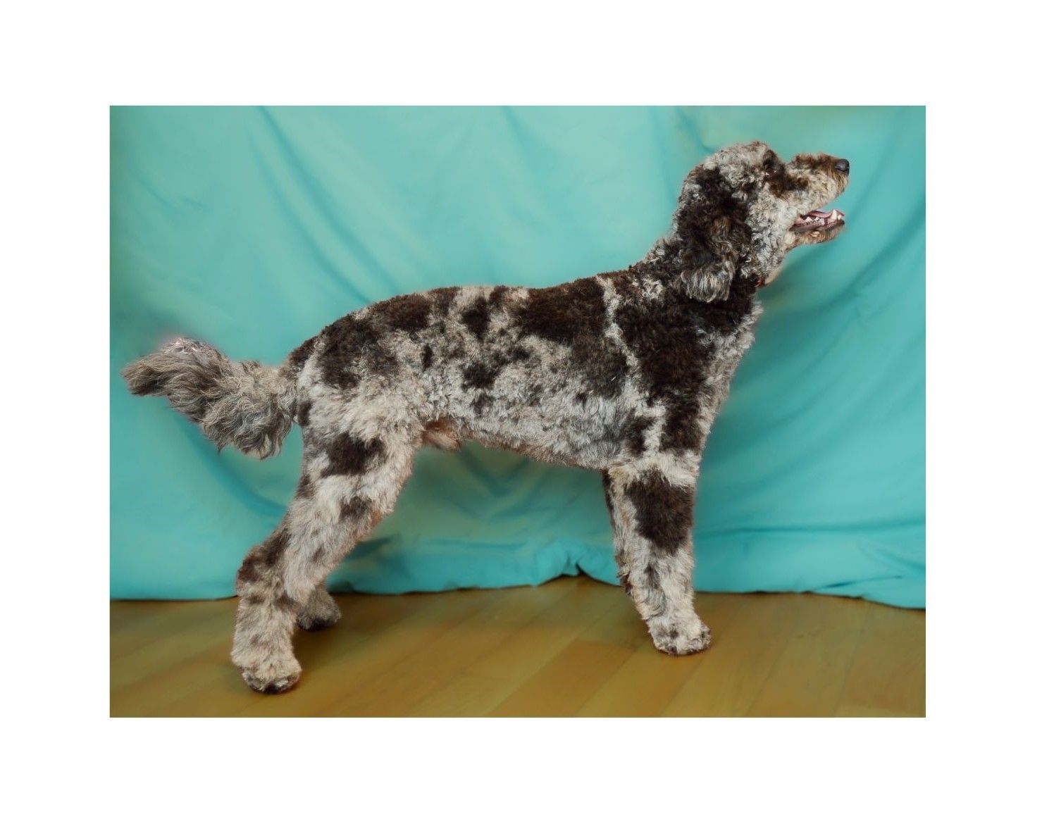 100% Clear Merle Golendoodle Golden Doodle Stud Poodle 32lbs