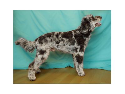 100% Clear Merle Golendoodle Golden Doodle Stud Poodle 32lbs