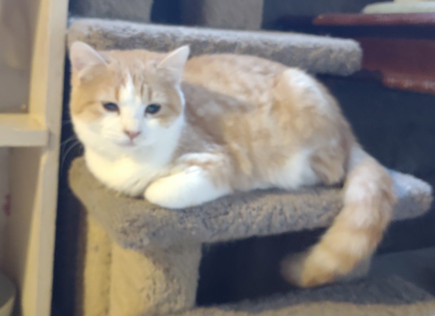 Sweet, Adorable Part Persian Kitty Cat
