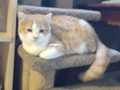 Sweet, Adorable Part Persian Kitty Cat