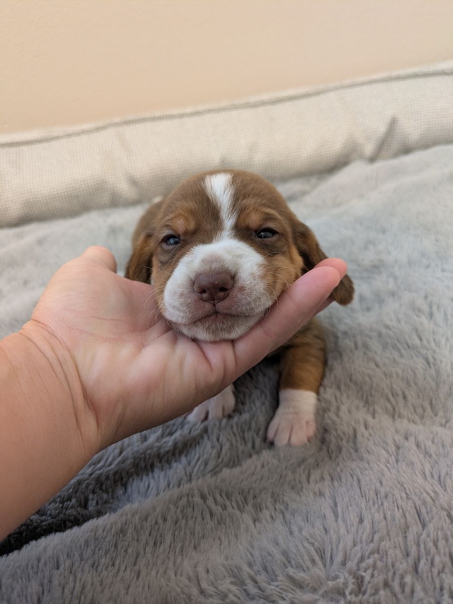 AKC Purebred Beagle Puppies