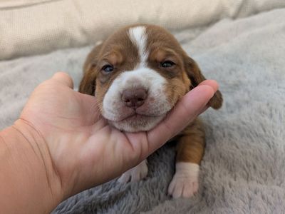 AKC Purebred Beagle Puppies