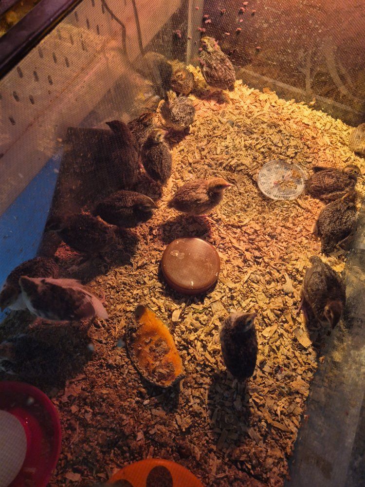 Coturnix Quail Chicks - Young, Healthy, and Ready for Your Flock!