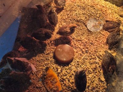 Coturnix Quail Chicks - Young, Healthy, and Ready for Your Flock!