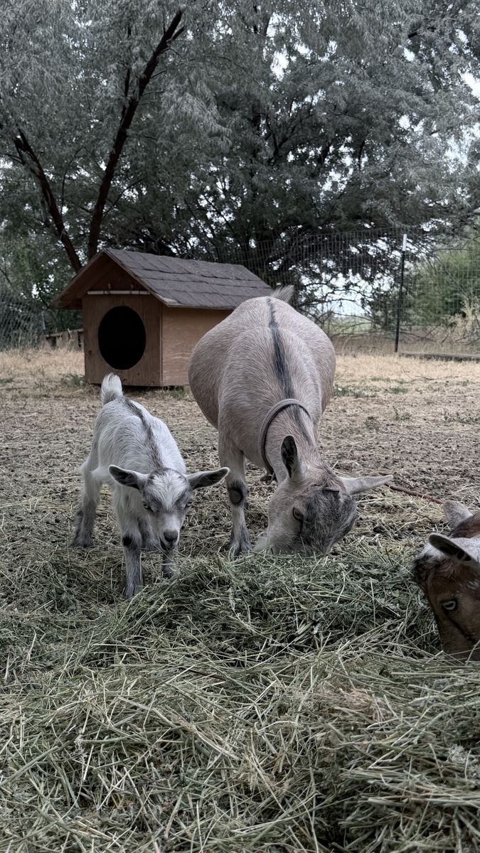 Nigerian Dwarf Goat Herd – 3 Does & Baby Doeling (Mom & Baby Together)
