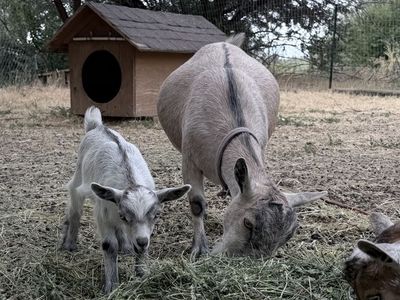 Nigerian Dwarf Goat Herd – 3 Does & Baby Doeling (Mom & Baby Together)