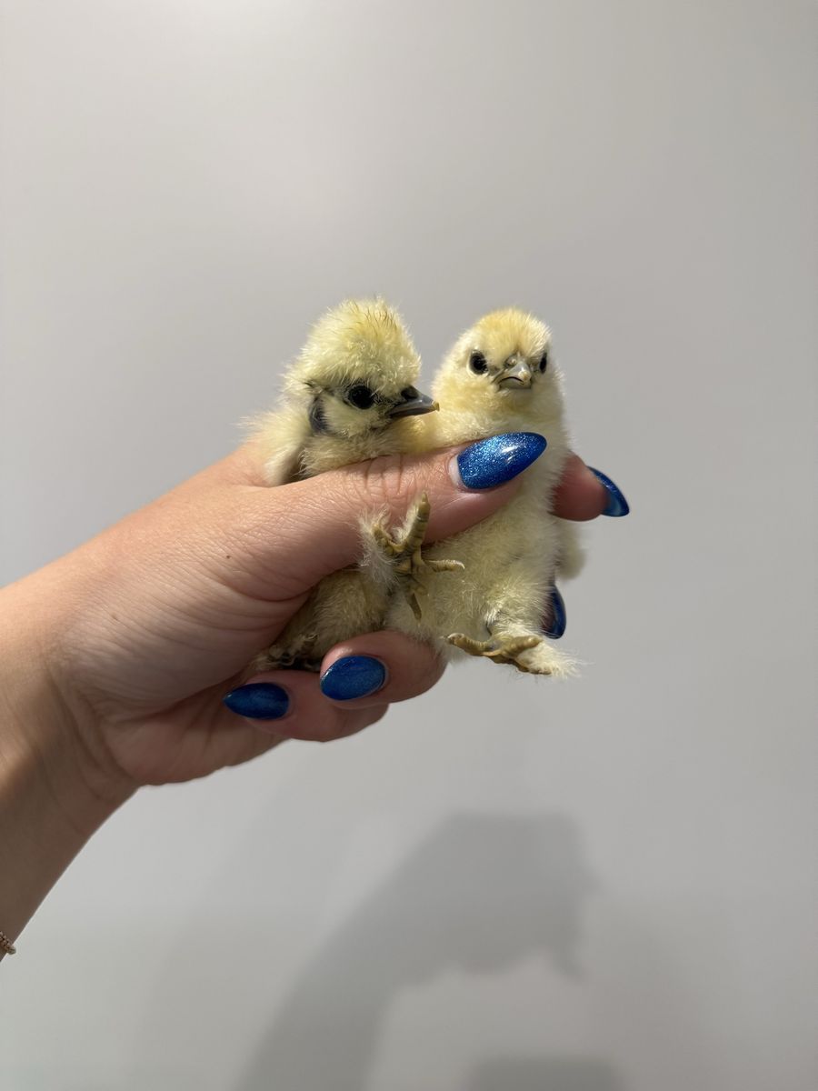 Silkie Chicks