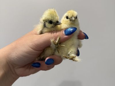 Silkie Chicks