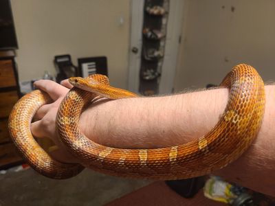Adult corn snake (Normal het albino)