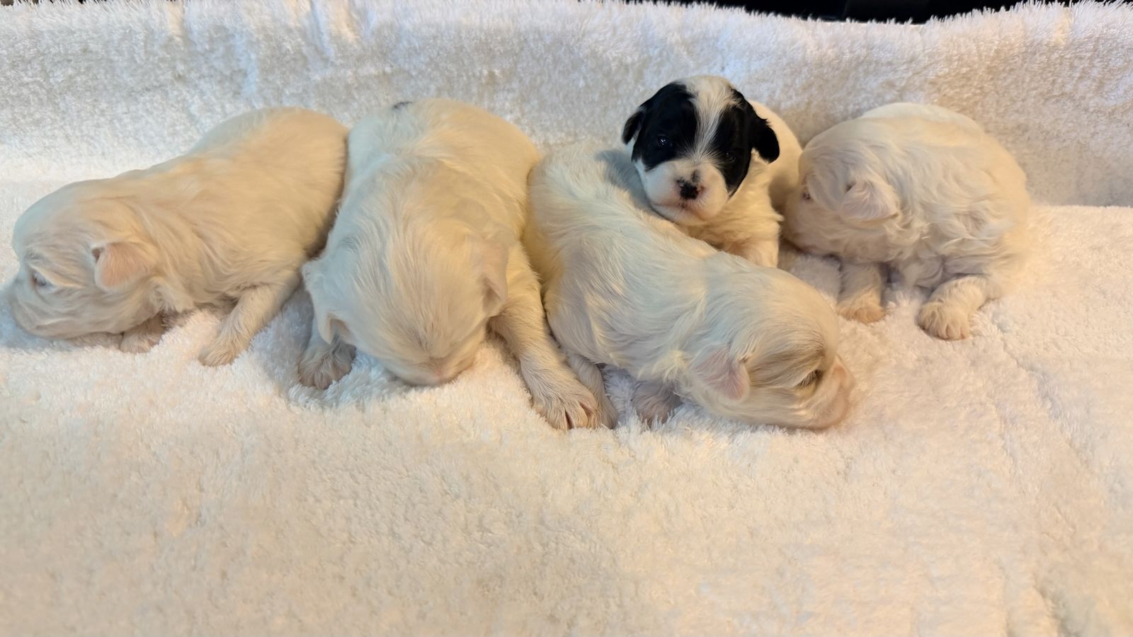 Adorable Maltese Puppies Mix for Sale - 4 available, 1 with distinctive black markings