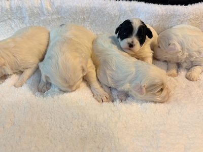 Adorable Maltese Puppies Mix for Sale - 4 available, 1 with distinctive black markings