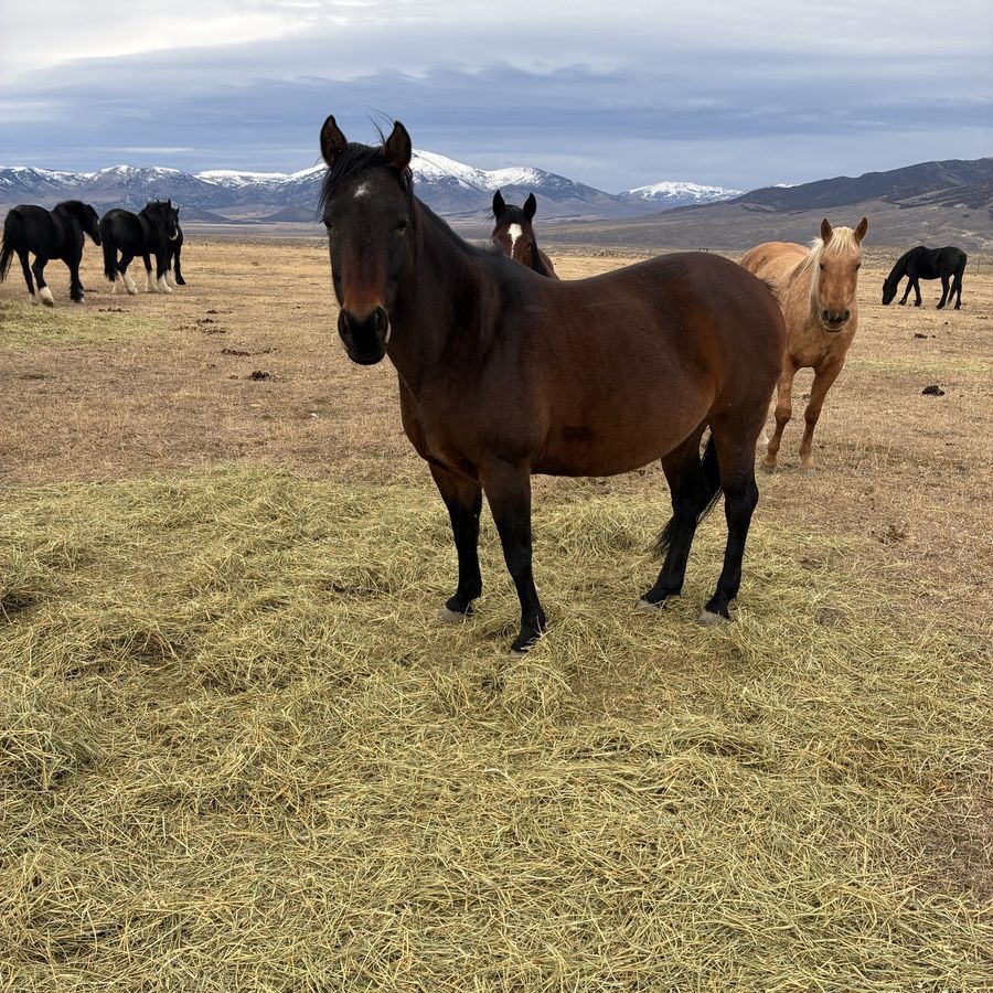 Aqha mare