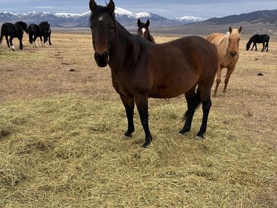 Aqha mare