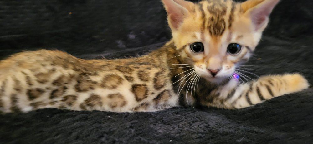 TICA REGISTERED BENGAL KITTENS HYPOALLE. GLITTER COATS ESA THERAPY CATTERY PETS PUREBRED BENGAL KITTENS