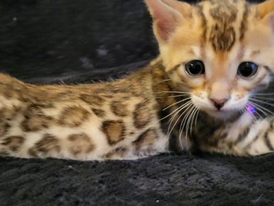 TICA REGISTERED BENGAL KITTENS HYPOALLE. GLITTER COATS ESA THERAPY CATTERY PETS PUREBRED BENGAL KITTENS
