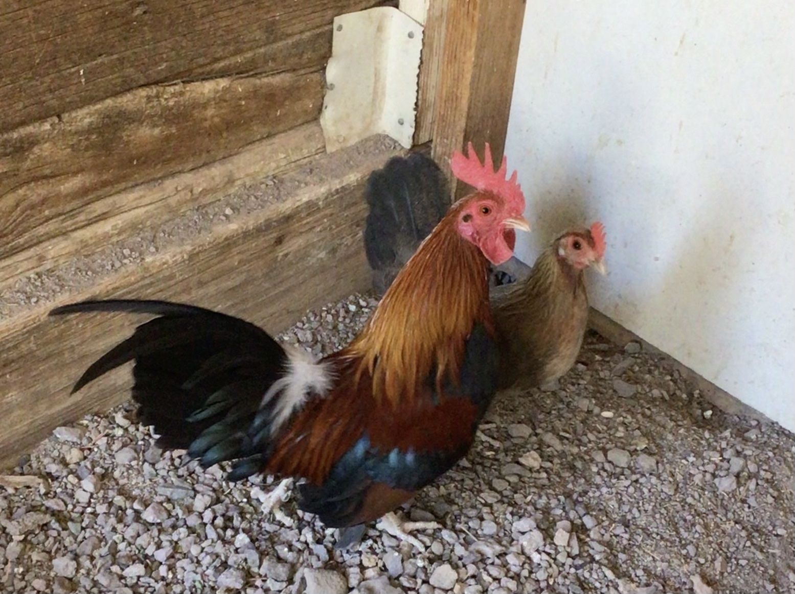 Old English Bantams Chicken