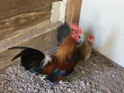 Old English Bantams Chicken