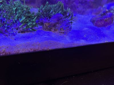 GEG/Xenia combo