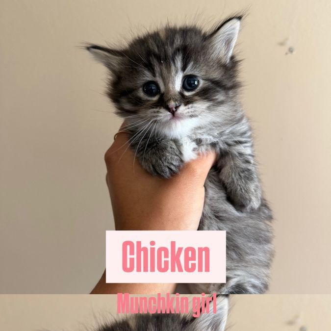 Adorable Munchkin Kittens Ready for Their Forever Homes