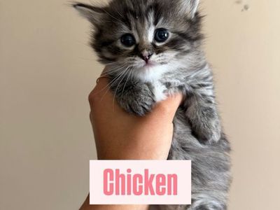 Adorable Munchkin Kittens Ready for Their Forever Homes