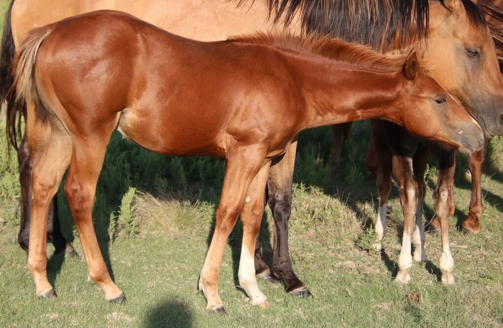 2025 Sorrel Stud Colt (Dun it classy)