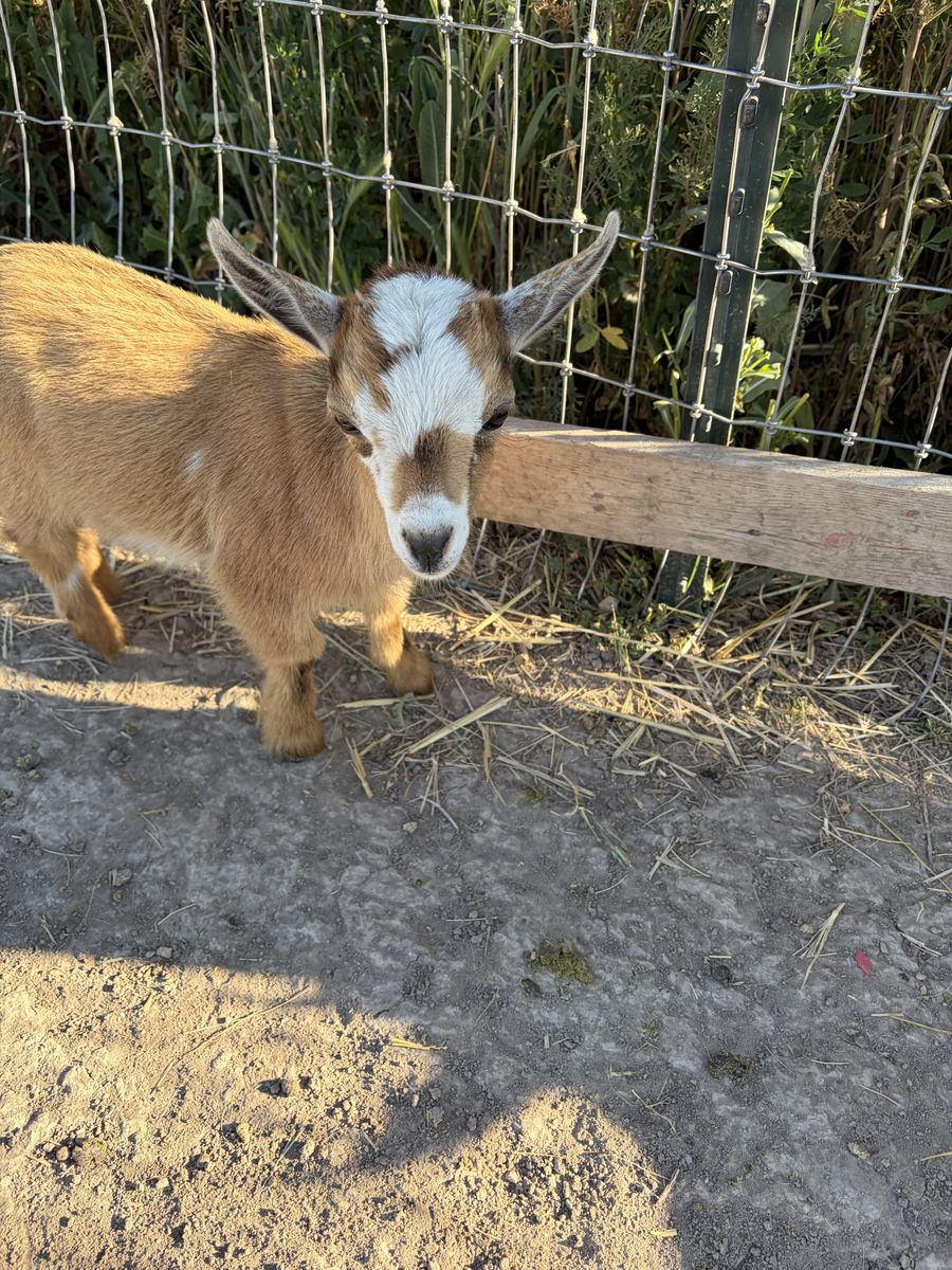 Micro mini Nigerian dwarf female goat
