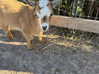 Micro mini Nigerian dwarf female goat