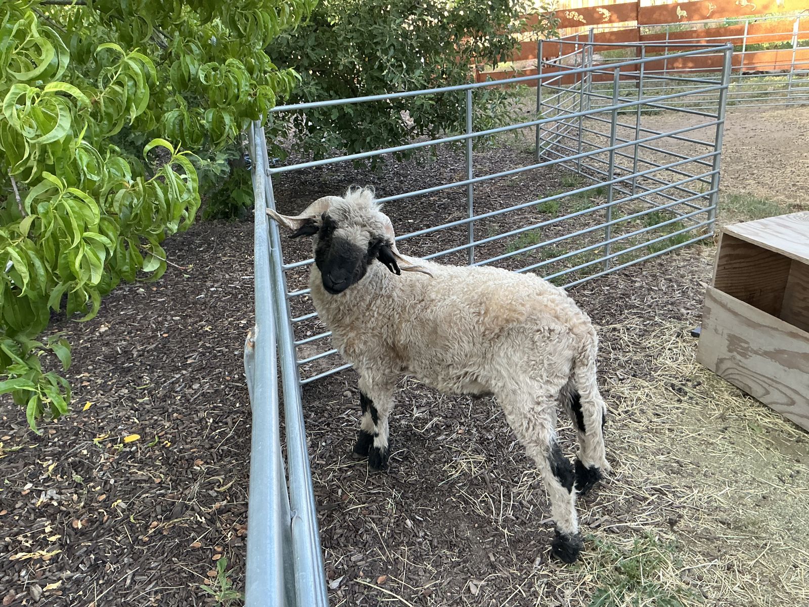 Swiss Valais Black Nose Ram 100%