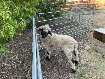 Swiss Valais Black Nose Ram 100%