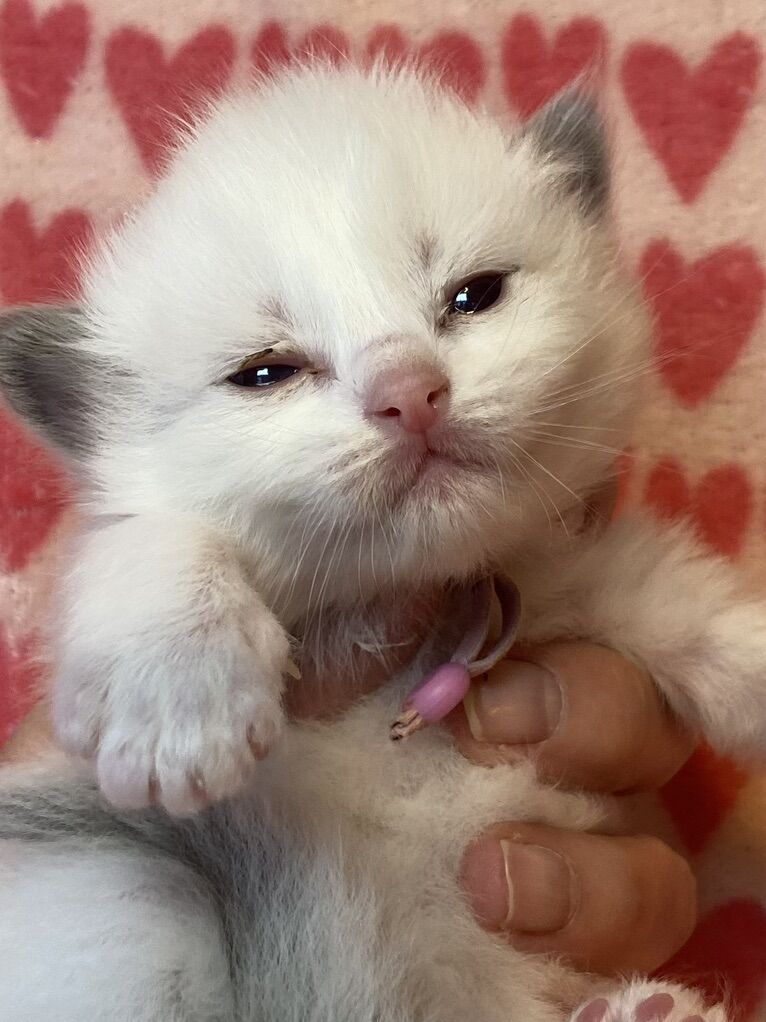 GORGEOUS PUREBRED PAPERED RAGDOLL KITTENS