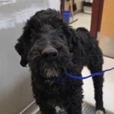 Hello my name is Junebug