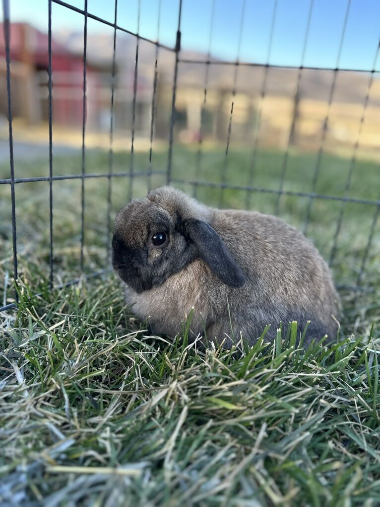 Retired Holland Lop Bunnies