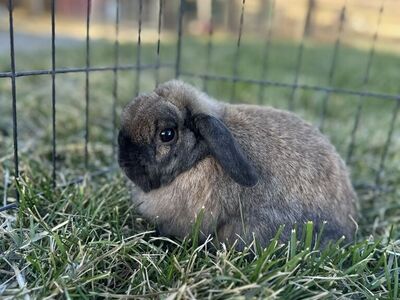 Retired Holland Lop Bunnies