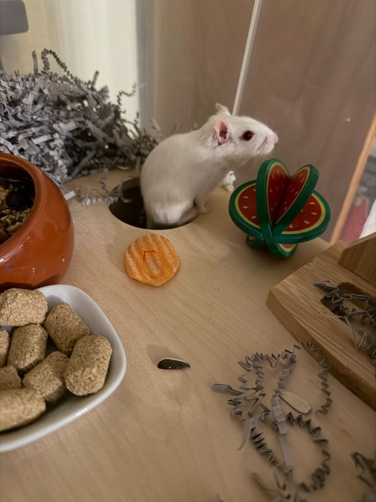 Waylon Jennings the Gerbil