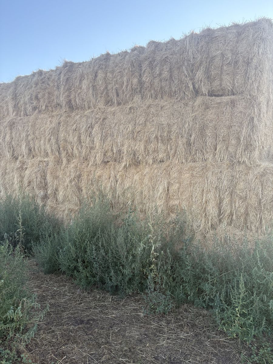 Premium Grass/Alfalfa Mix-Large 3x3x8 Bales