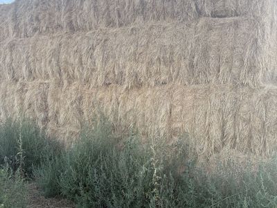 Premium Grass/Alfalfa Mix-Large 3x3x8 Bales