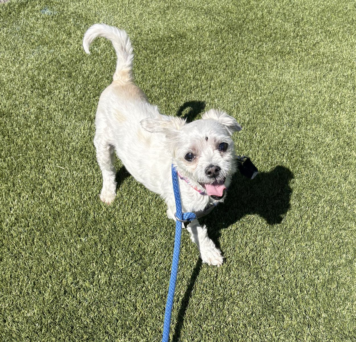 A163047 Judy is Available for Adoption!