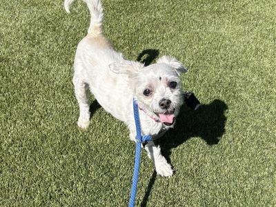 A163047 Judy is Available for Adoption!