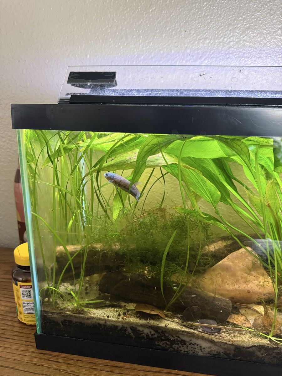 Male betta antuta