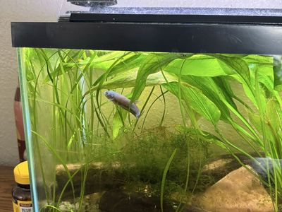 Male betta antuta