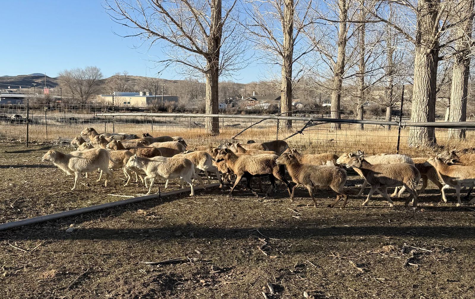 20 Pregnant Blackbelly Ewes