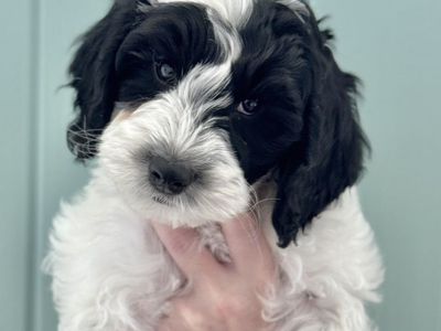 ADORABLE Multigenerational ALD