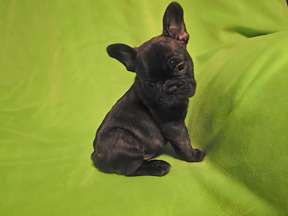 fluffy carrier /fluffy french bulldogs