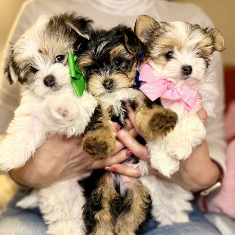 Parti Yorkie Maltese Morkie Toy Tiny Puppies Pups