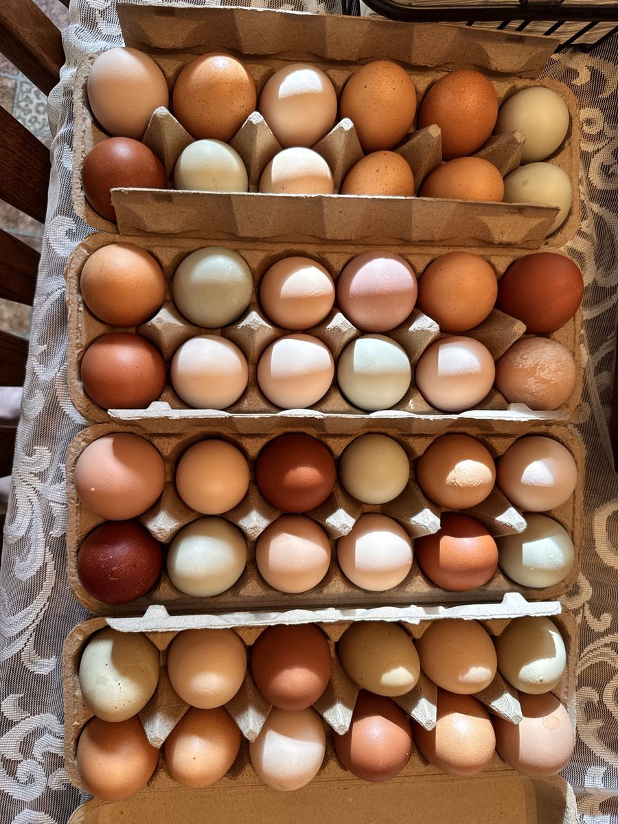 Farm Fresh Eggs
